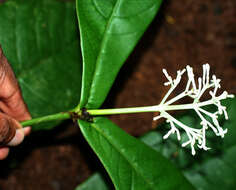 Image of Psychotria