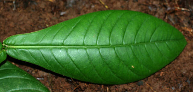 Image of Psychotria