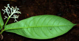 Image of Psychotria