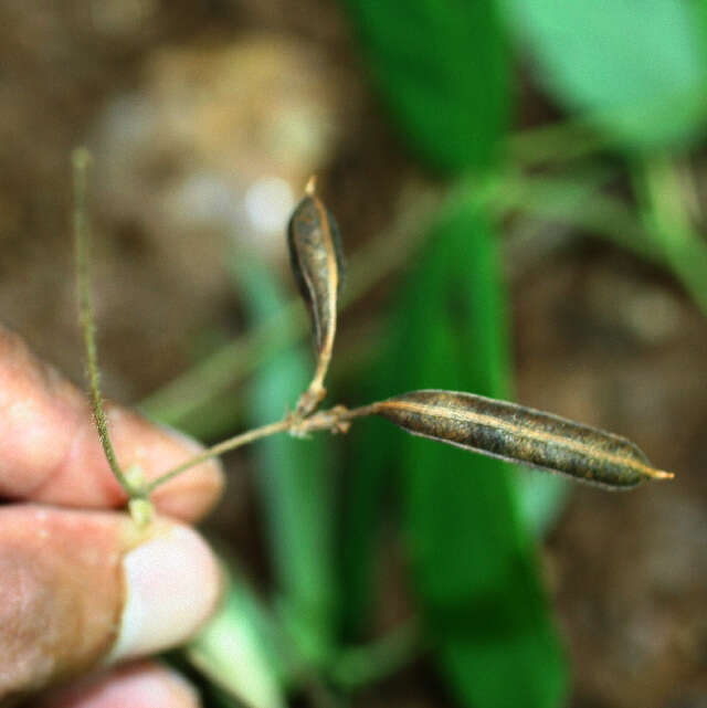 Galactia striata (rights holder: Guanacaste Dry Forest Conservation Fund. Daniel H. Janzen. Year: 2010.)