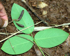 Image of Florida hammock milkpea