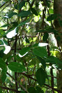 Image of Florida hammock milkpea