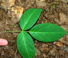 Image of Florida hammock milkpea