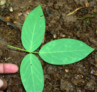 Image of Florida hammock milkpea