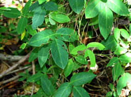 Image of Florida hammock milkpea