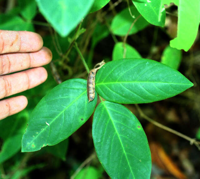 Image of Florida hammock milkpea