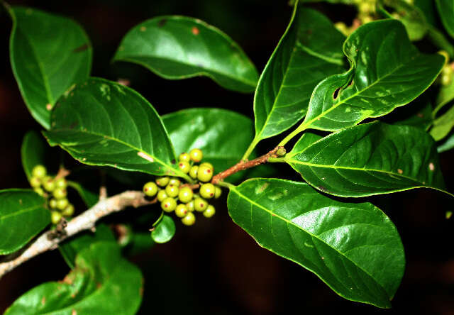 Image of Ilex skutchii Edwin ex T. R. Dudley & W. J. Hahn