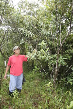 Image of Conostegia xalapensis (Bonpl.) D. Don