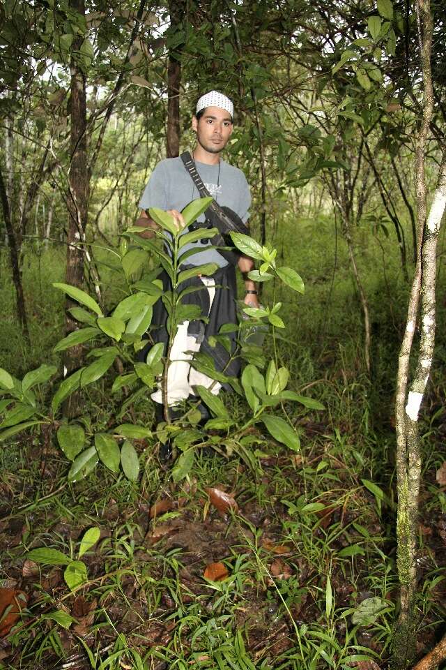 Clusia (rights holder: Guanacaste Dry Forest Conservation Fund. Daniel H. Janzen. Year: 2010.)