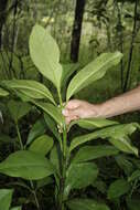 Image of Clusia quadrangula Bartlett