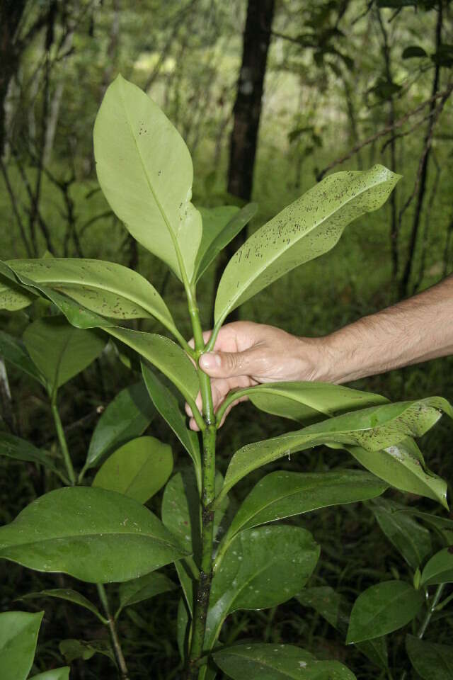 Imagem de Clusia quadrangula Bartlett