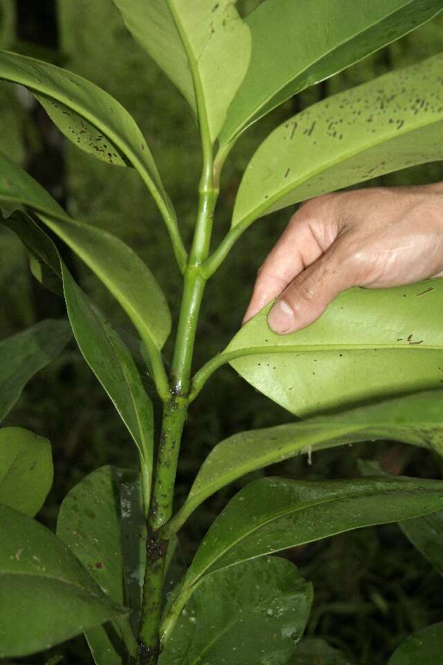 Image of Clusia quadrangula Bartlett