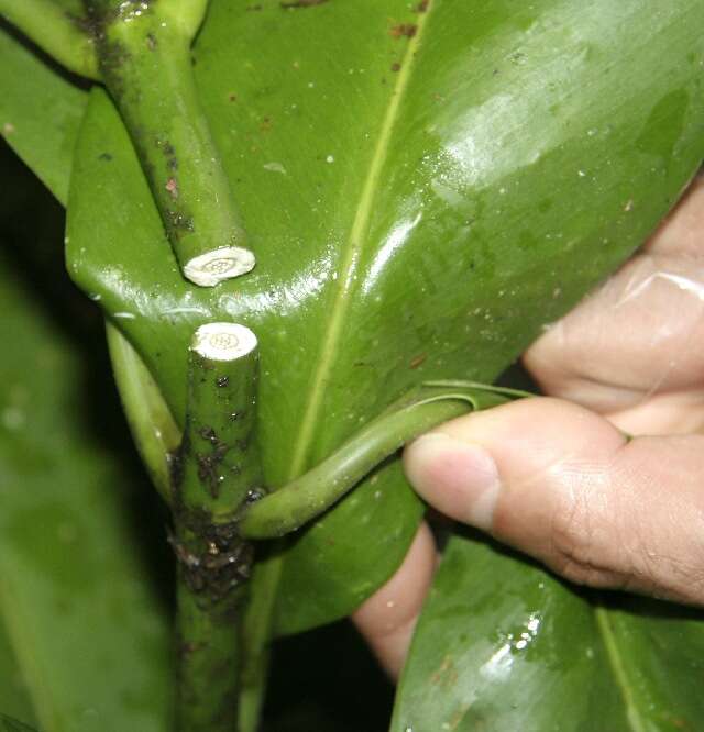 Image of Clusia quadrangula Bartlett