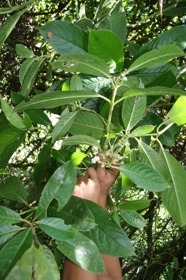 Image of Woolly Woodvine