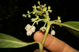 Image of Woolly Woodvine