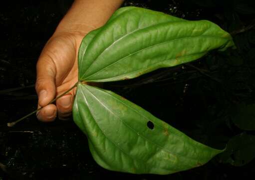 Image of Doliocarpus multiflorus Standl.