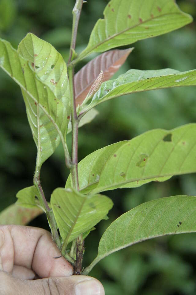 Plancia ëd Davilla nitida (Vahl) Kubitzki