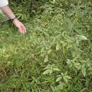 Image of Psychotria cyanococca Seem. ex Dombrain