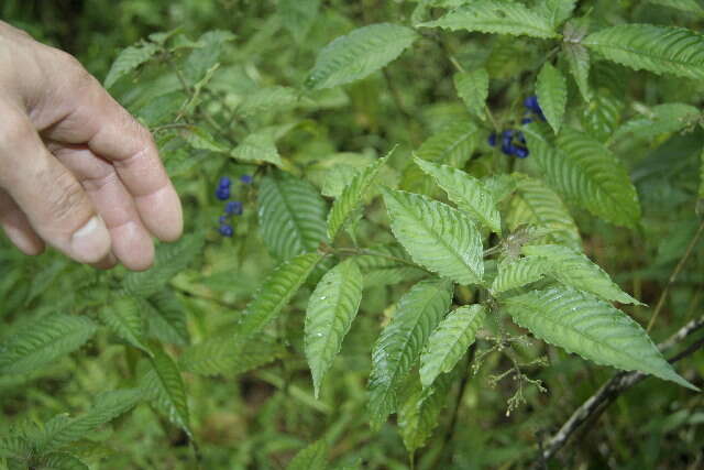 Image of Psychotria cyanococca Seem. ex Dombrain