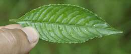 Image of Psychotria cyanococca Seem. ex Dombrain