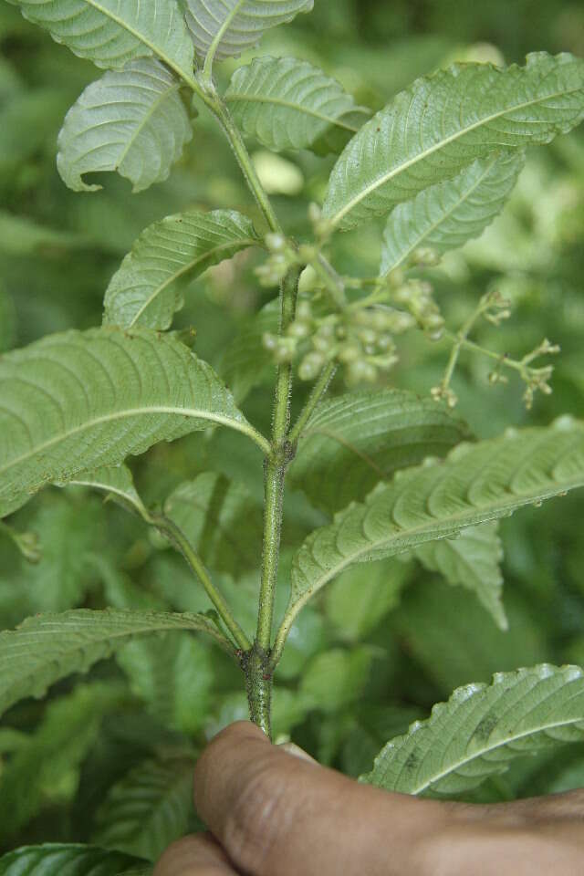 Image of Psychotria cyanococca Seem. ex Dombrain