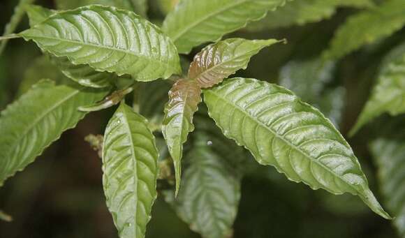 Image of Psychotria cyanococca Seem. ex Dombrain