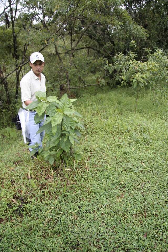 Imagem de Vernonia patens