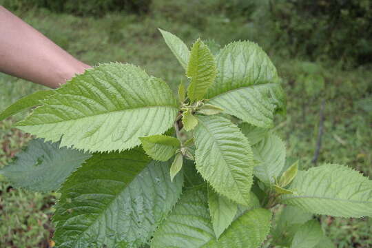 Image of Vernonia patens