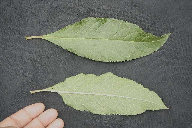 Image of Vernonia patens