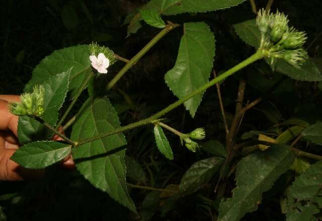 Image of Pavonia schiedeana Steudel