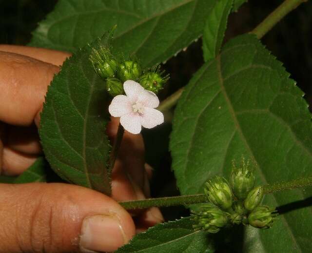 Image of Pavonia schiedeana Steudel