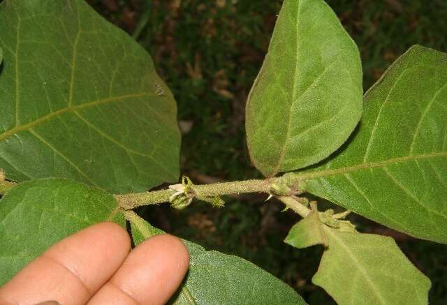 Plancia ëd Solanum guianensis