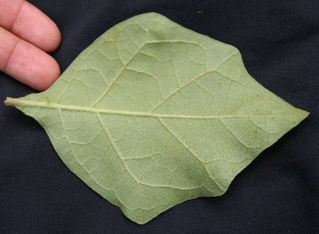 Plancia ëd Solanum guianensis