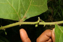 Plancia ëd Solanum guianensis