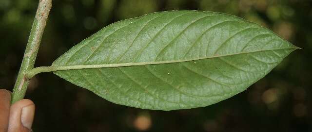 Image of Lepidaploa tortuosa (L.) H. Rob.