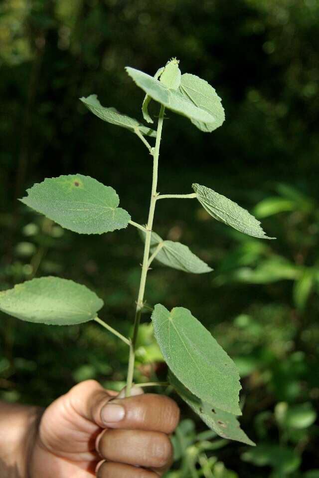 Image of Peltaea ovata (Presl) Standl.