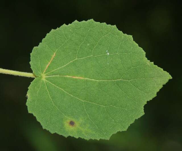 Image of Peltaea ovata (Presl) Standl.