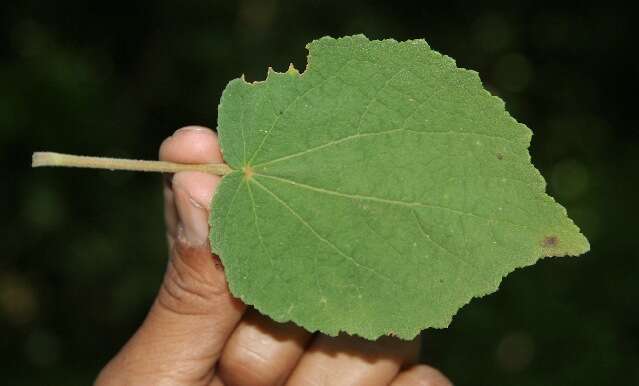 Image of Peltaea ovata (Presl) Standl.