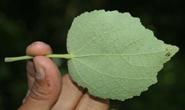 Image of Peltaea ovata (Presl) Standl.