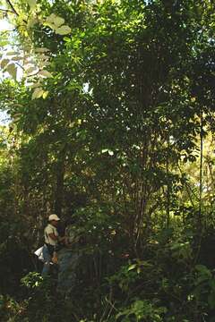 Слика од Bourreria costaricensis (Standl.) A. H. Gentry