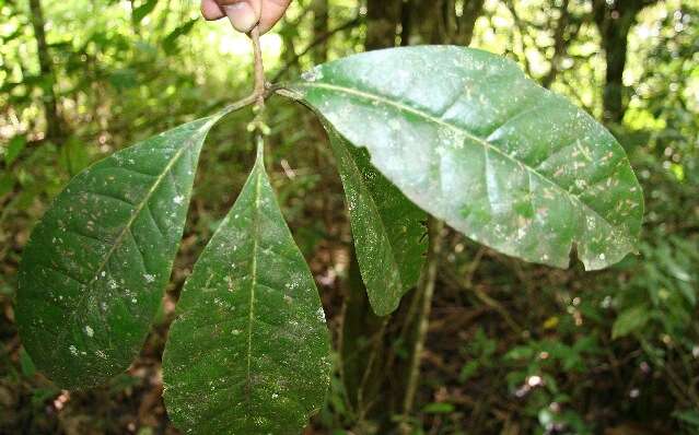 صورة Bourreria costaricensis (Standl.) A. H. Gentry