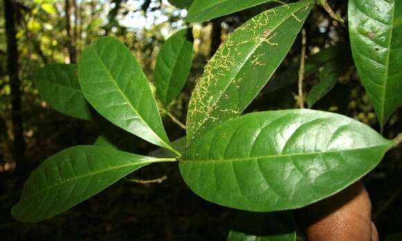 Image of Bourreria costaricensis (Standl.) A. H. Gentry