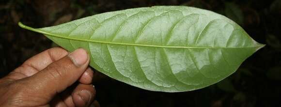 Image of Bourreria costaricensis (Standl.) A. H. Gentry