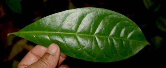 Image of Bourreria costaricensis (Standl.) A. H. Gentry