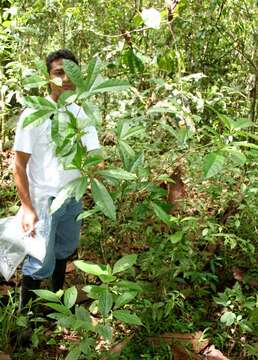 Image of Bourreria costaricensis (Standl.) A. H. Gentry