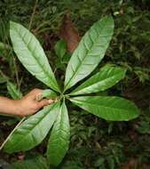 صورة Bourreria costaricensis (Standl.) A. H. Gentry