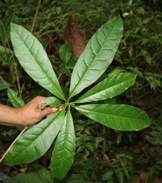 Image of Bourreria costaricensis (Standl.) A. H. Gentry