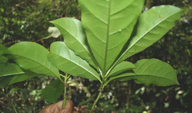 صورة Bourreria costaricensis (Standl.) A. H. Gentry