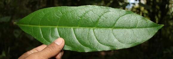 Image of Bourreria costaricensis (Standl.) A. H. Gentry