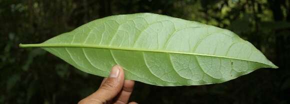 Image of Bourreria costaricensis (Standl.) A. H. Gentry